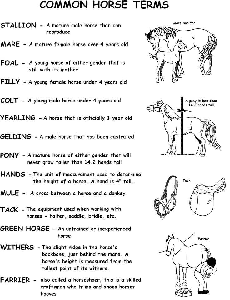 Free Printable Horse Worksheets Printable Printable Word Searches