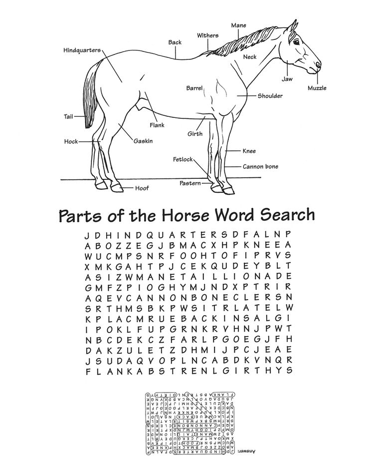 16-best-images-of-horse-knowledge-worksheets-horse-face-markings-and-leg-worksheet-printable