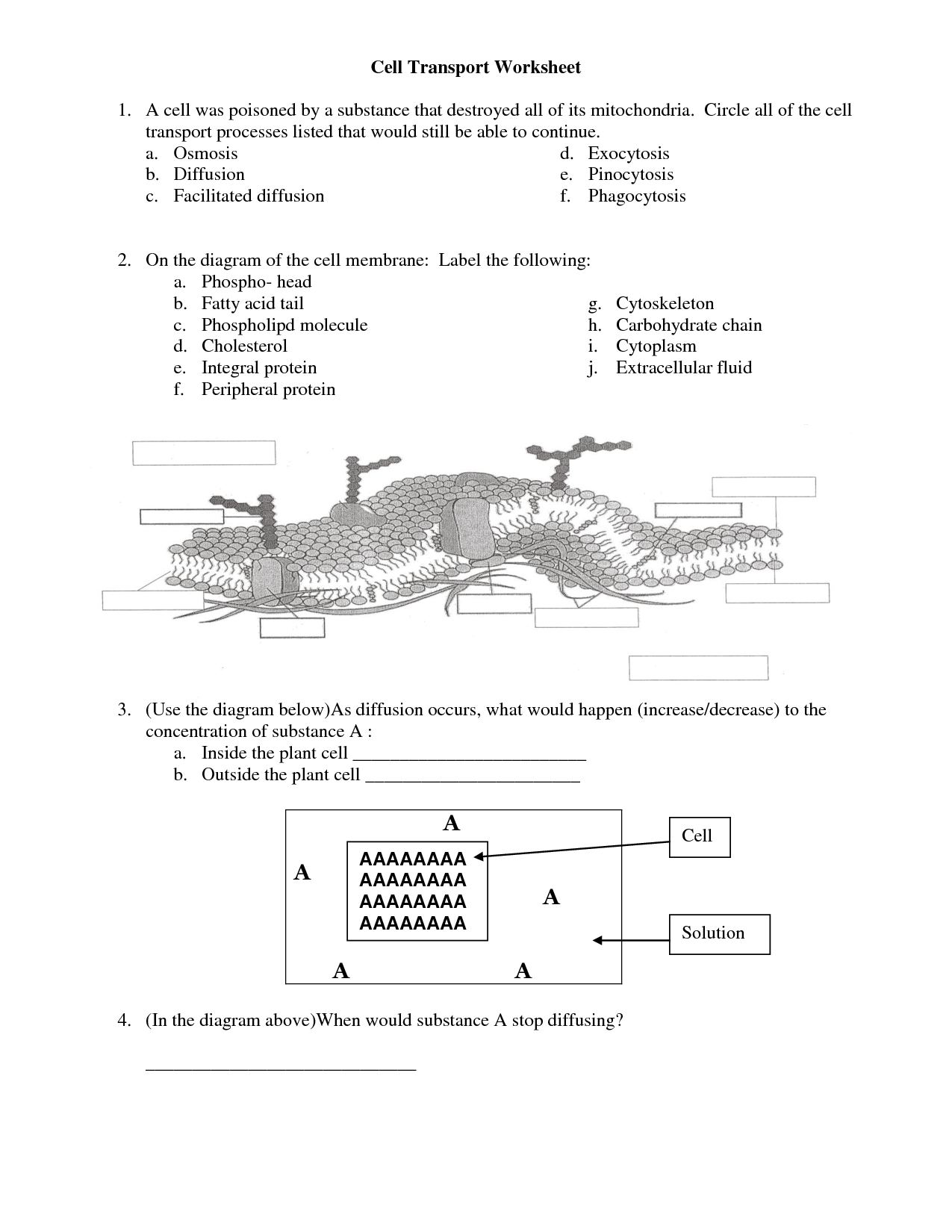 12 Best Images Of Cell Membrane Coloring Worksheet Answers Cell Membrane Coloring Worksheet 