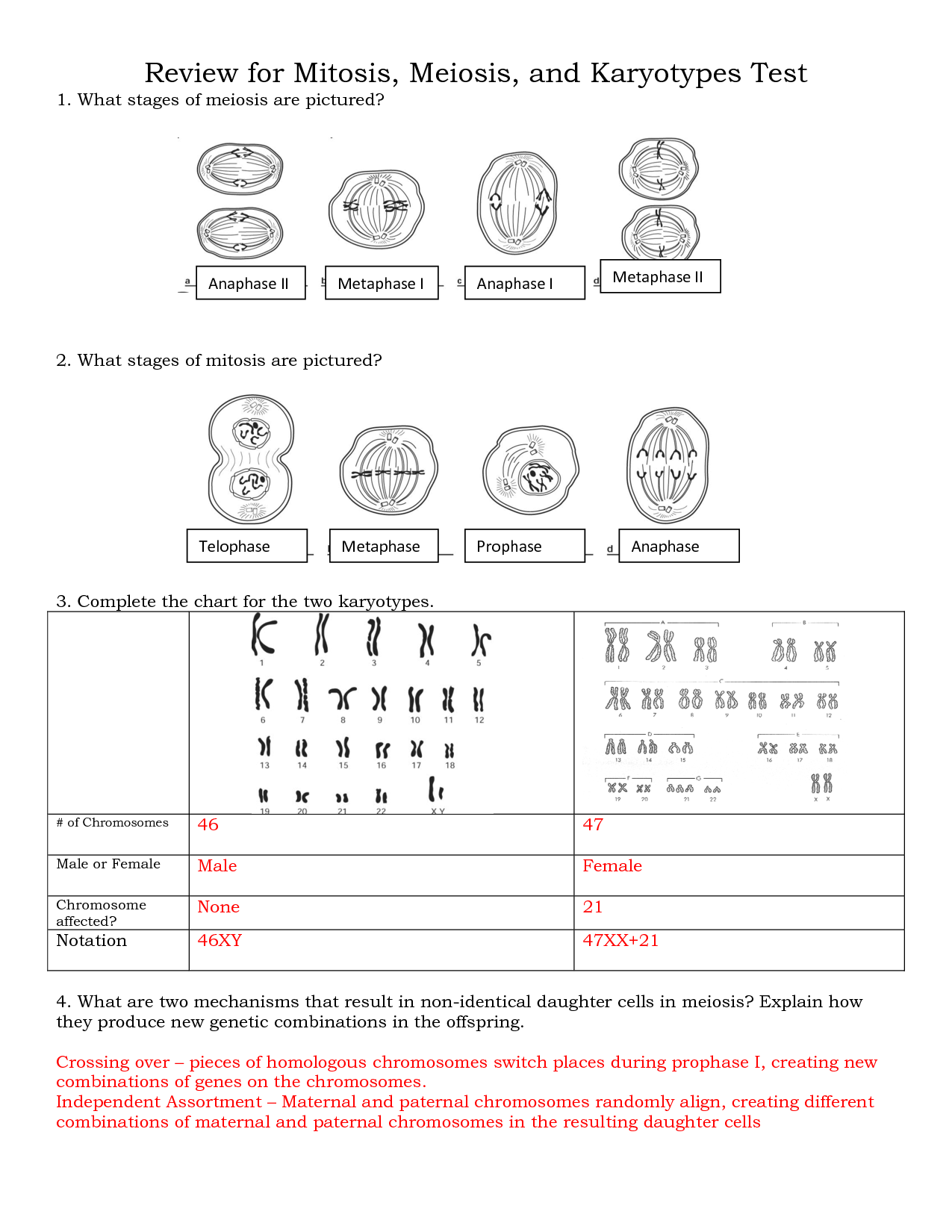 Mitosis Worksheet Matching Answer Key