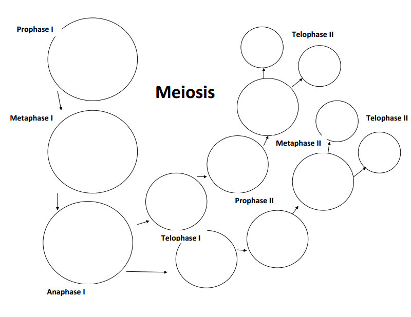 15 Best Images of Phases Of Meiosis Worksheet - Meiosis Stages