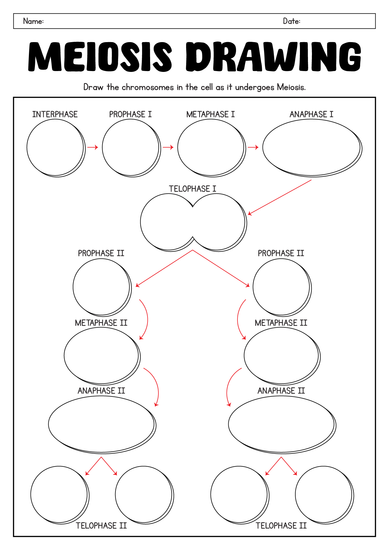 15 Best Images Of Phases Of Meiosis Worksheet Meiosis Stages Worksheet Meiosis Stages 