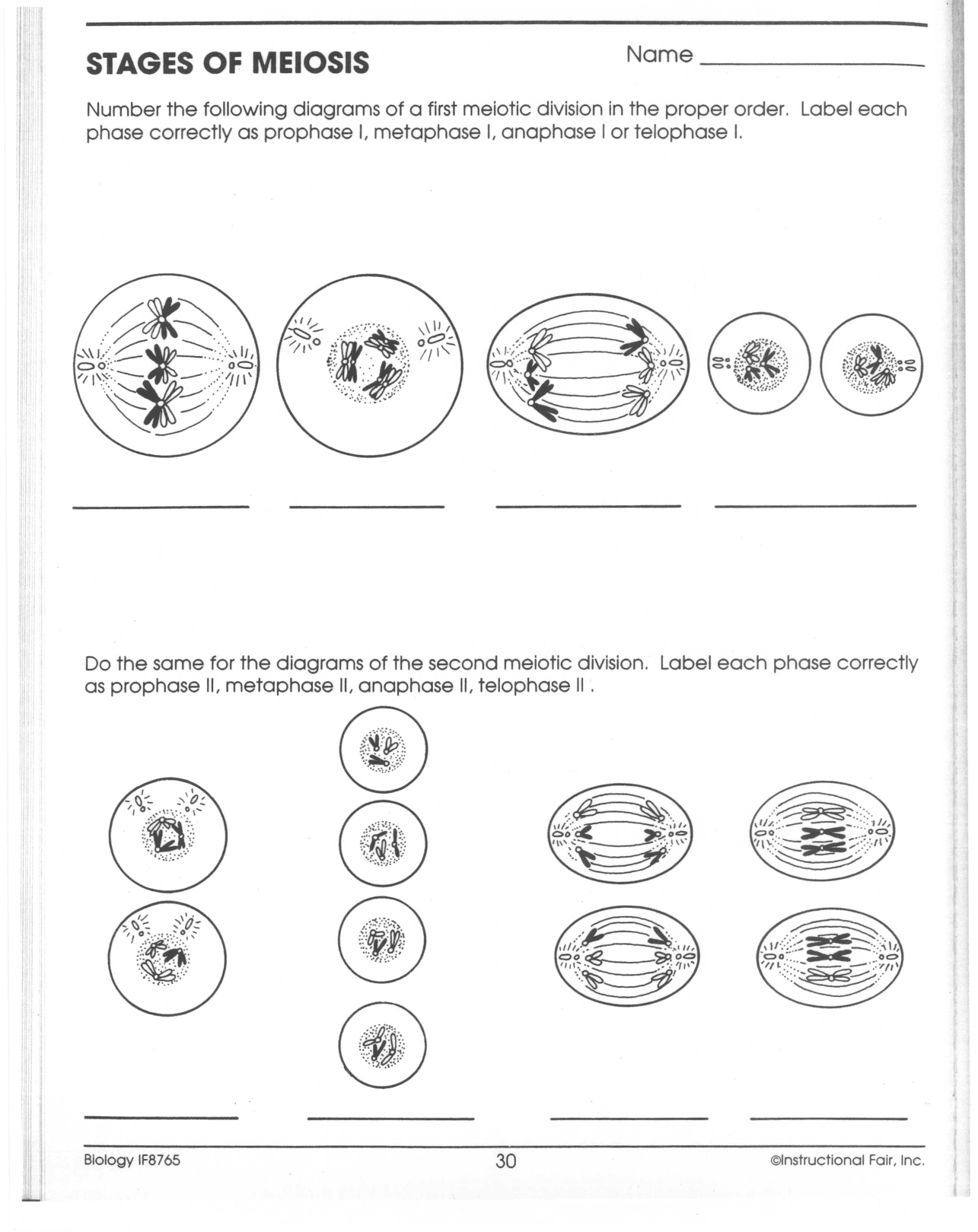 15 Best Images Of Phases Of Meiosis Worksheet Meiosis Stages