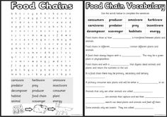 12 Best Images of Food Web Worksheets For Middle School - Food Web