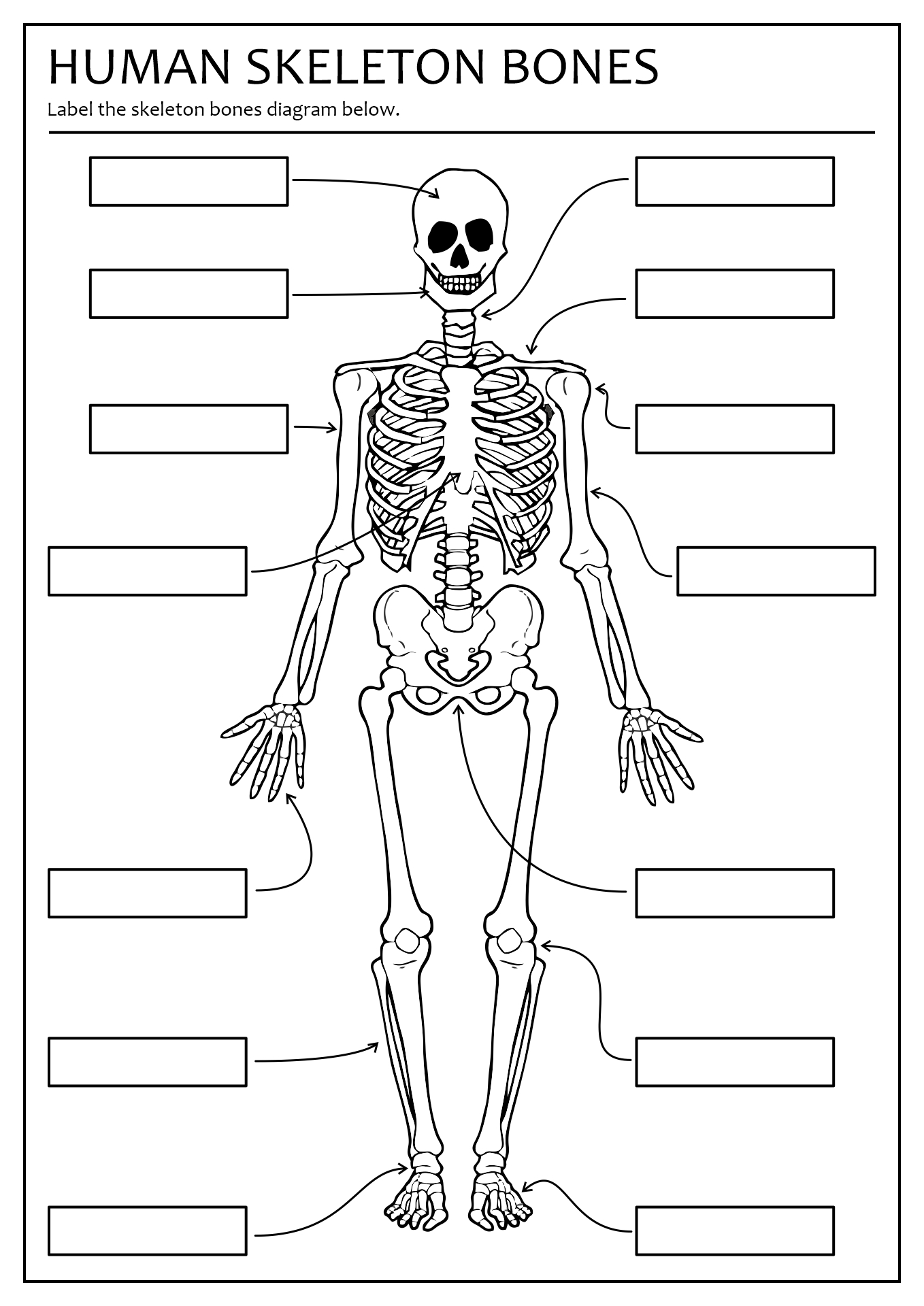 Blank Printable Skeletal System Printable Word Searches