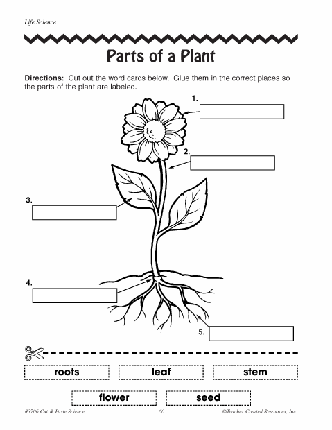 13 Best Images Of Plant Parts Worksheet 2nd Grade Printable Plant 