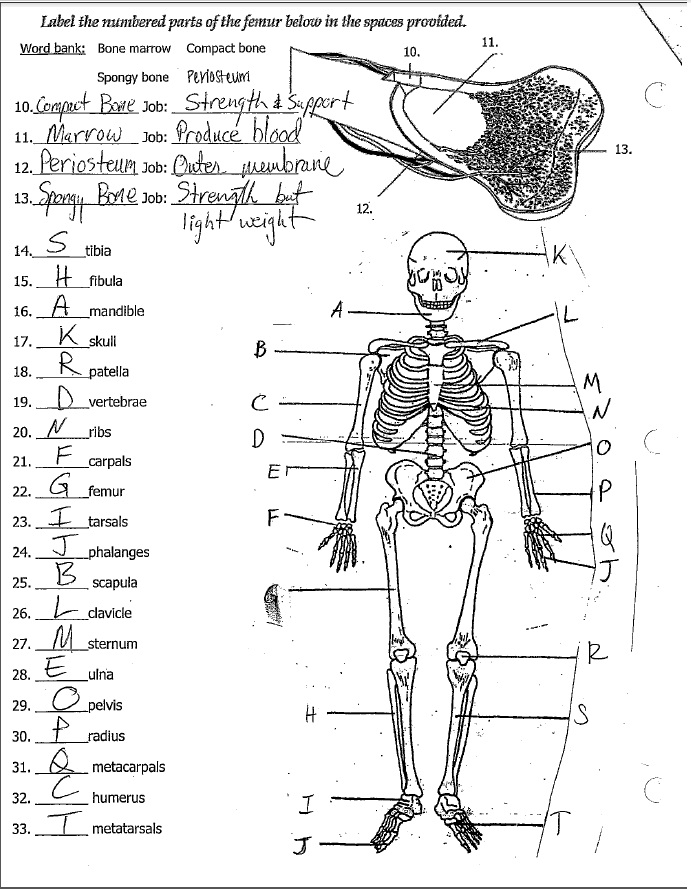 13 Best Images Of 7th Grade Life Science Worksheets Free 7th Grade Science Worksheets 7th 