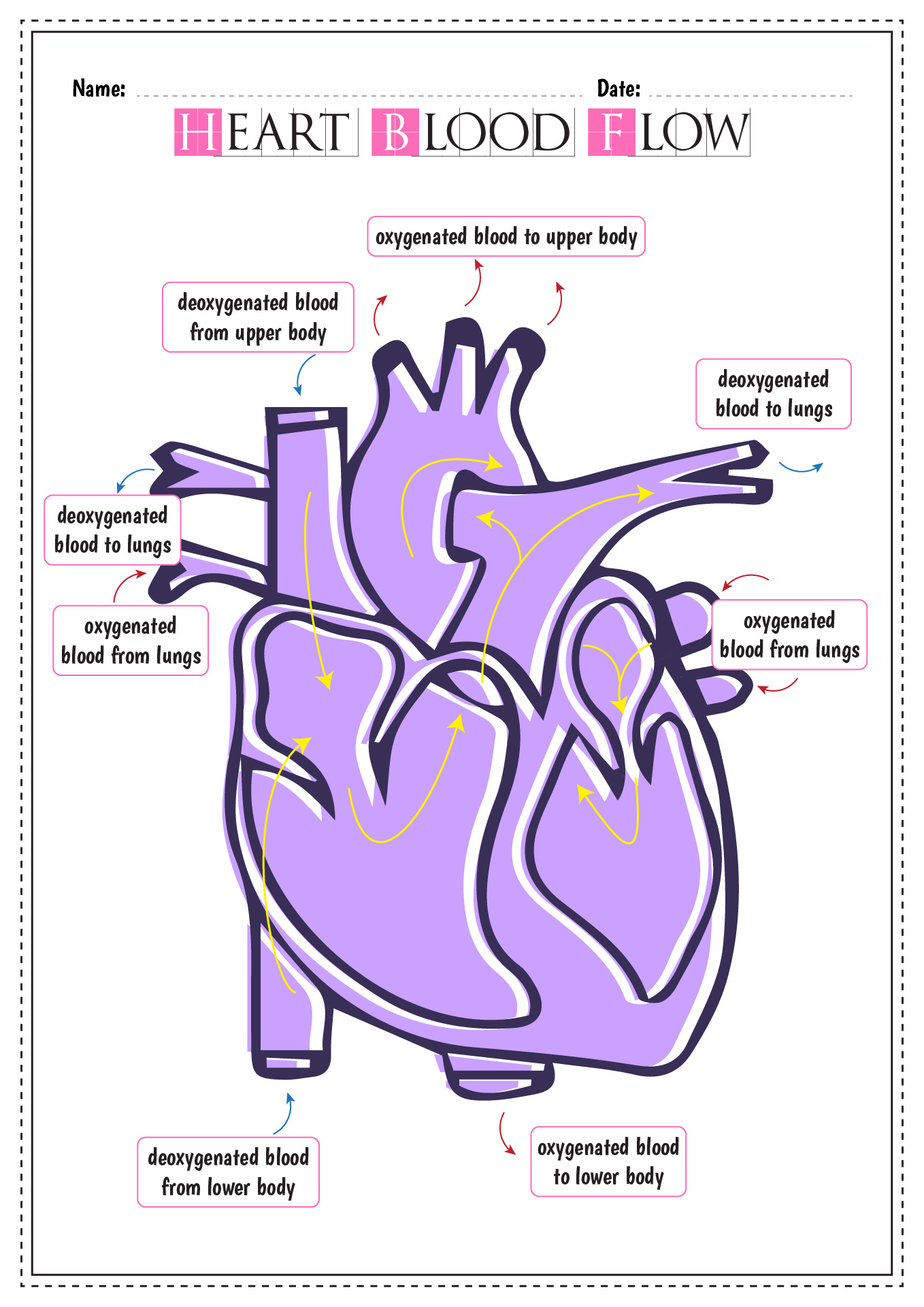 Heart Labeling Worksheet Answers