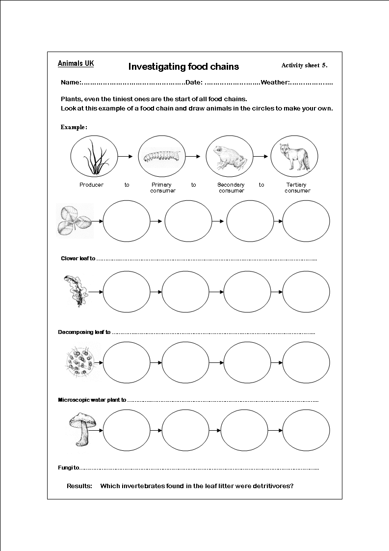 Printable Food Chain Worksheet Cut And Paste