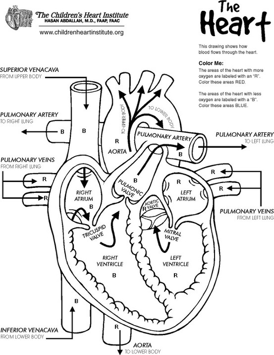 11 Best Images Of Heart Anatomy And Physiology Worksheets Heart 