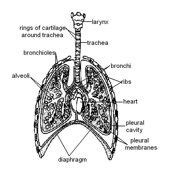 16 Best Images Of The Respiratory System Worksheet Answers Respiratory System Worksheet 