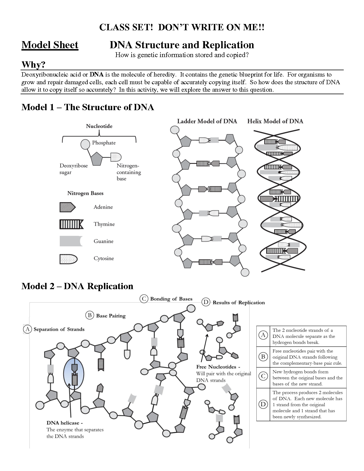 19 Best Images Of DNA Replication Structure Worksheet And Answers DNA 