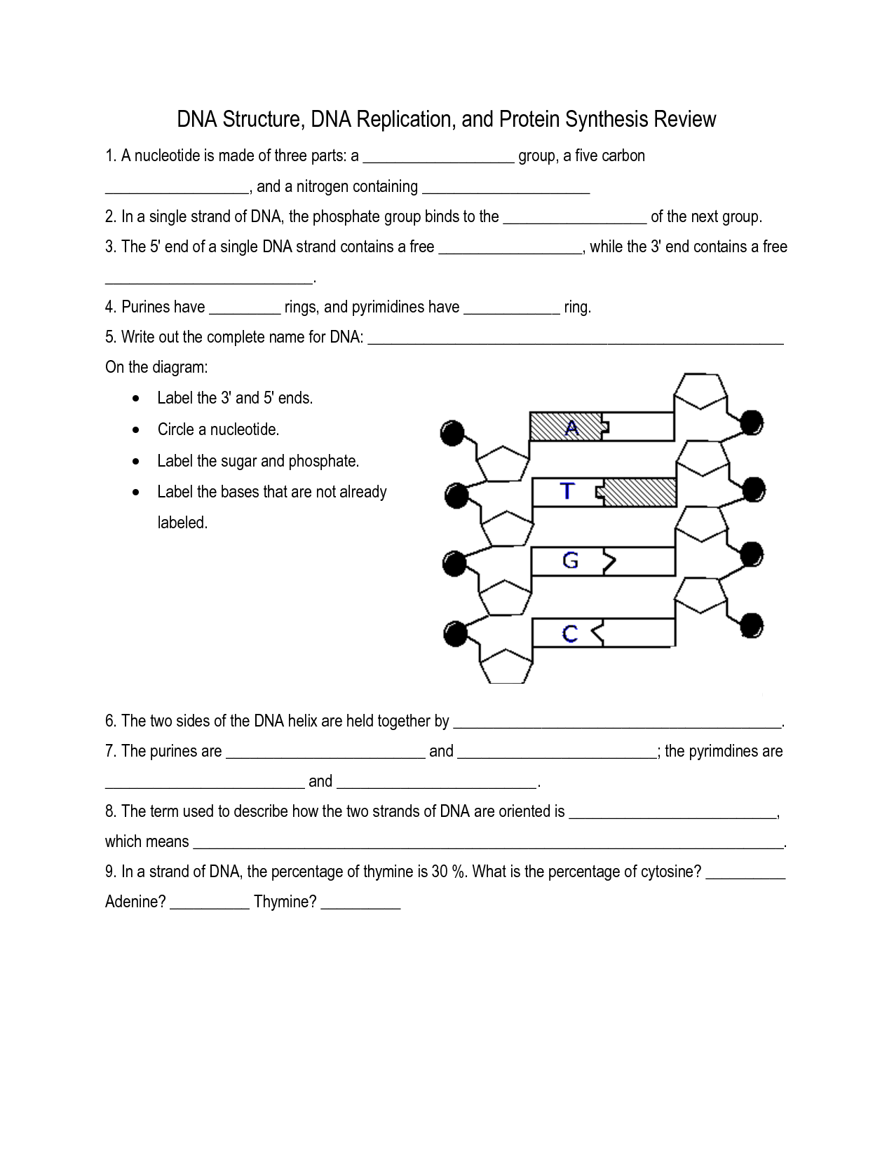 19 Best Images Of DNA Replication Structure Worksheet And Answers DNA Structure Worksheet 