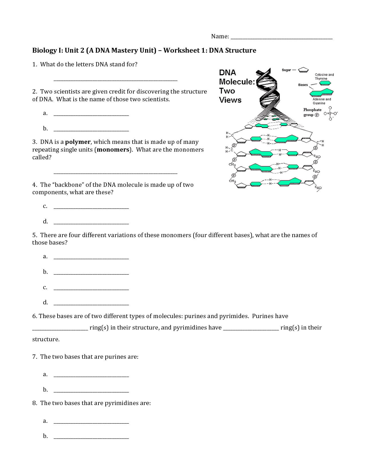 19 Best Images Of DNA Replication Structure Worksheet And Answers DNA 