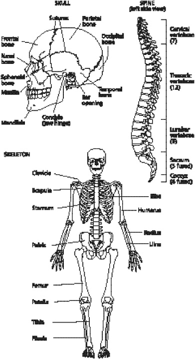 Free Printable College Anatomy Worksheets