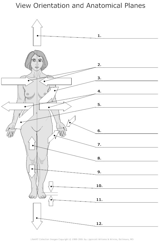 Anatomical Terminology Worksheet 2