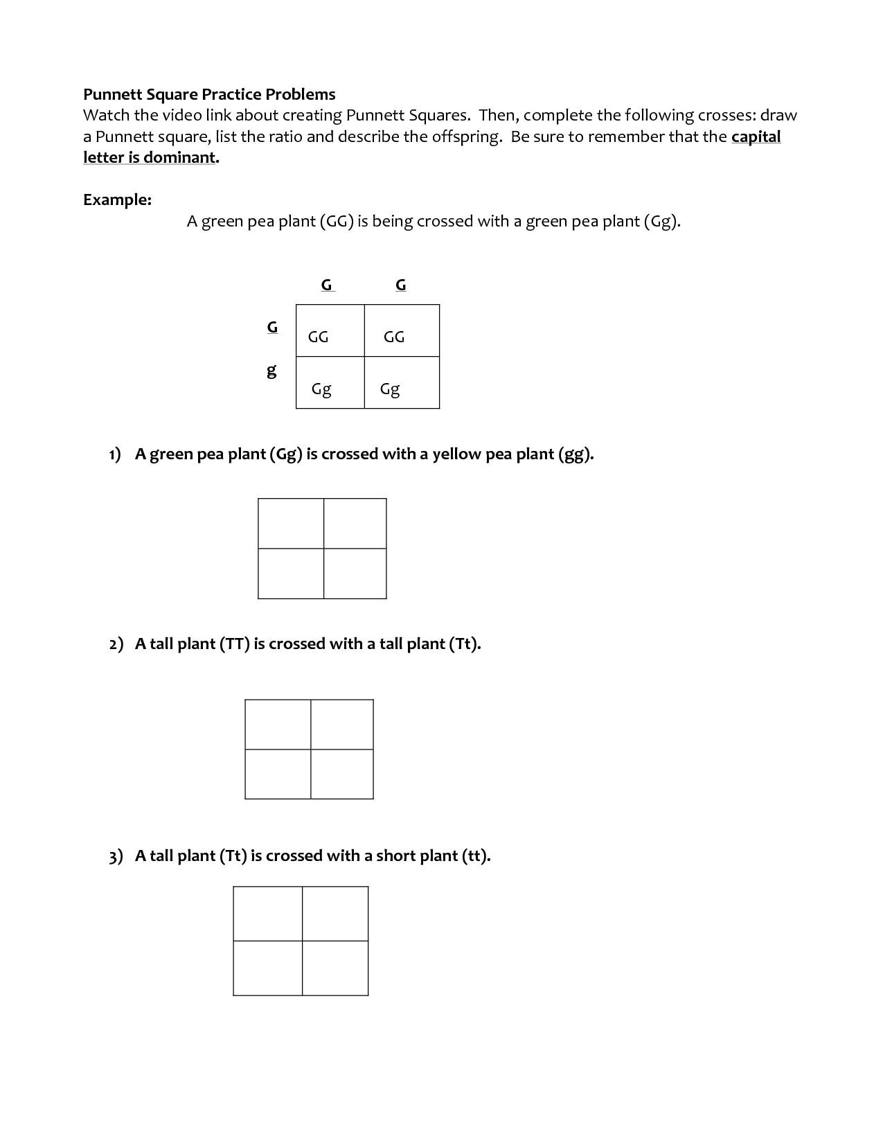 Intro To Punnett Squares Worksheet