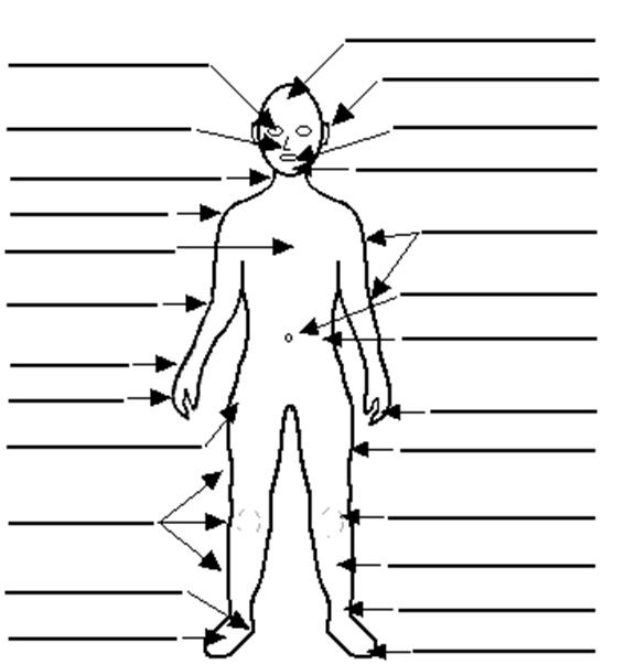  DIAGRAM Internal Body Parts Diagram MYDIAGRAM ONLINE