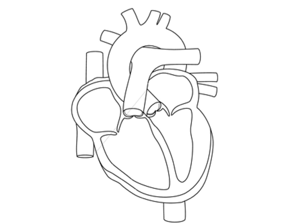 18 Best Images of Heart Anatomy Blood Flow Worksheet - Printable Heart