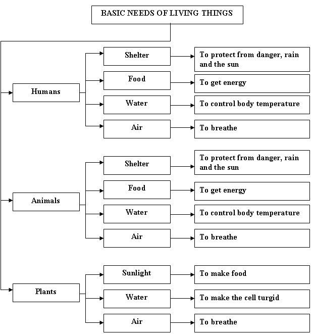 14 Best Images Of Basic Needs Of Living Things Worksheets What Living 