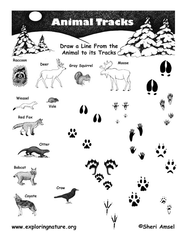 15 Best Images Of Animal Tracks Matching Worksheet Animal Tracks Identification Worksheet 