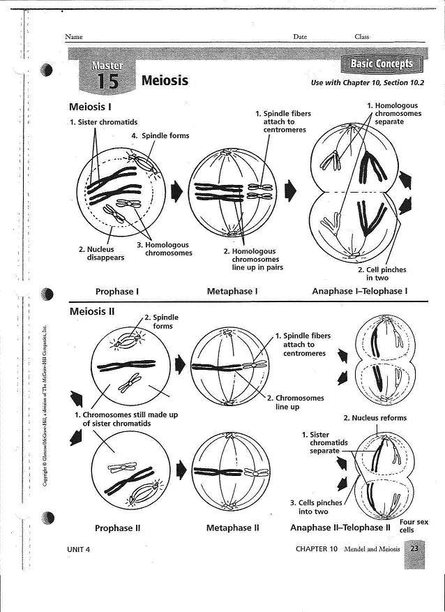 16 Best Images Of Steps Of Meiosis Worksheet Answers Meiosis Stages 