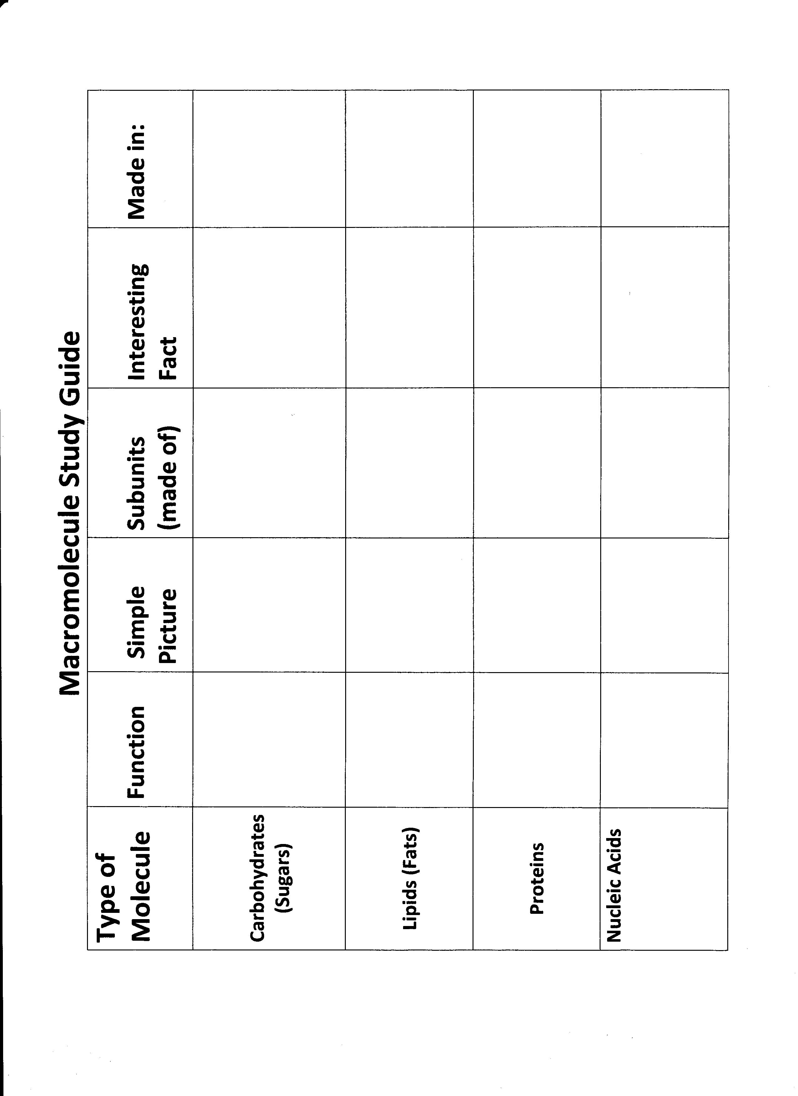 7 Best Images Of Identifying Macromolecules Worksheet Macromolecule Structure Worksheet 