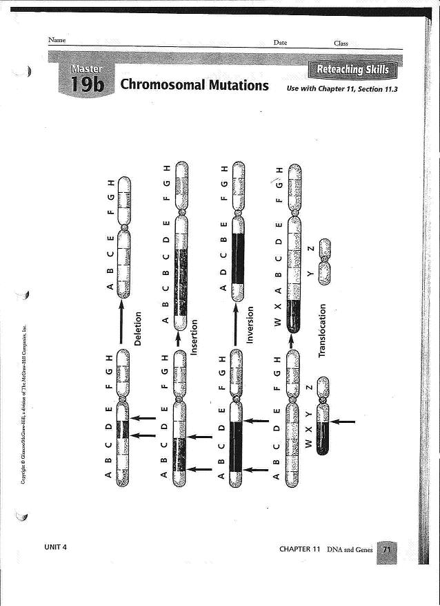 12 Best Images Of Gene And Chromosome Mutation Worksheet Genetic 