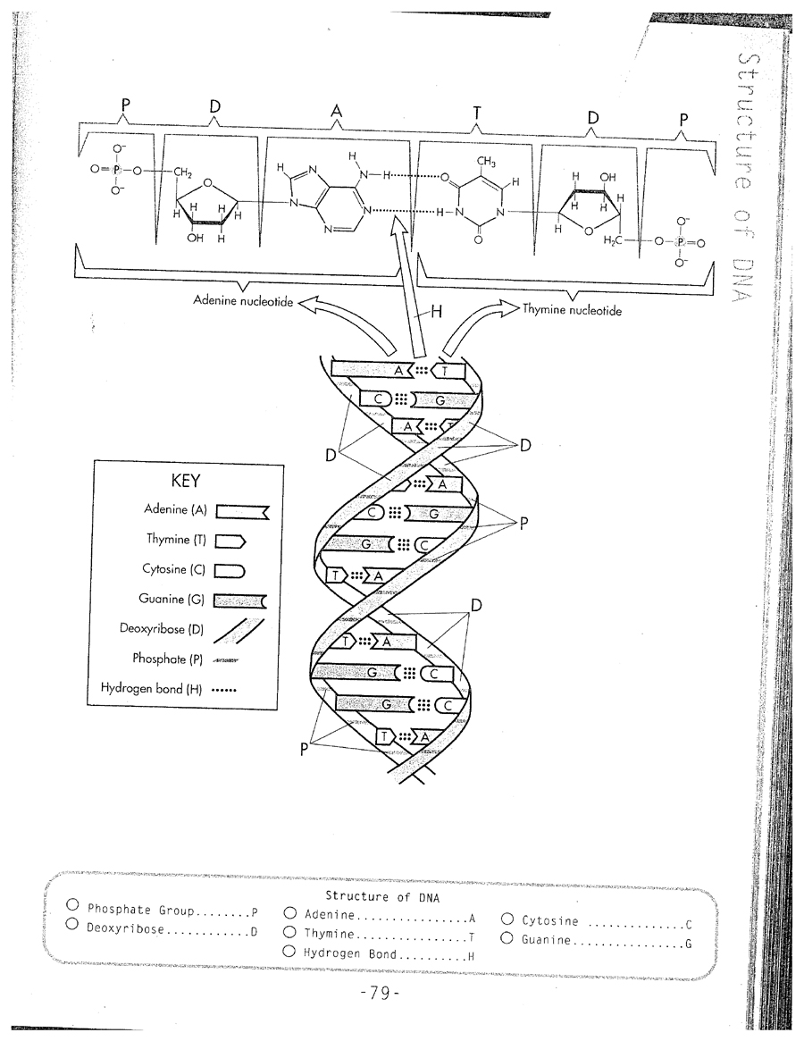 17 Best Images Of DNA Worksheet Printable DNA RNA Structure Worksheet 