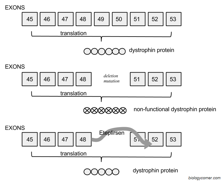 12 Best Images Of Gene And Chromosome Mutation Worksheet Genetic 