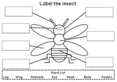 10 Best Images of First Grade Insect Worksheets - 2nd Grade Insect