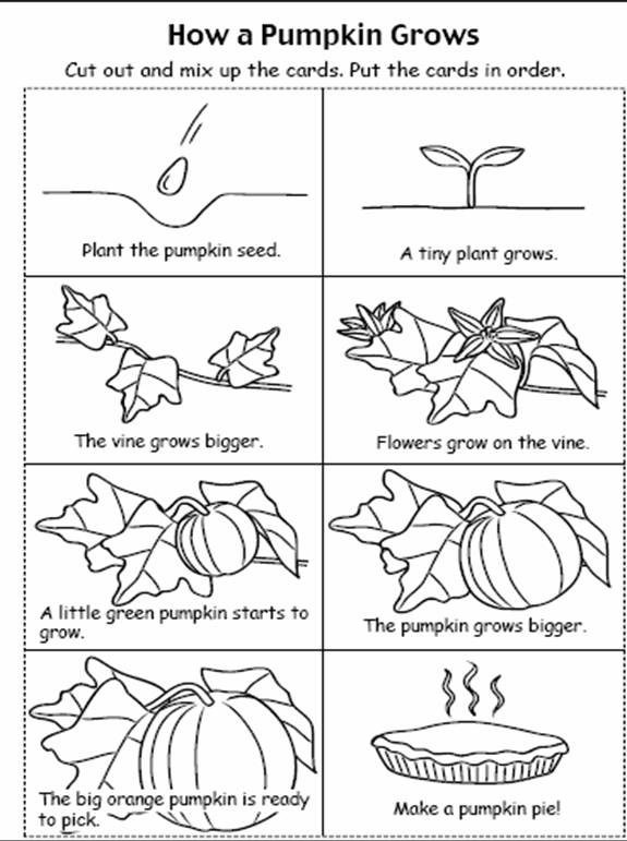 15 Best Images Of Pumpkin Worksheets For Kindergarten Pumpkin Life 