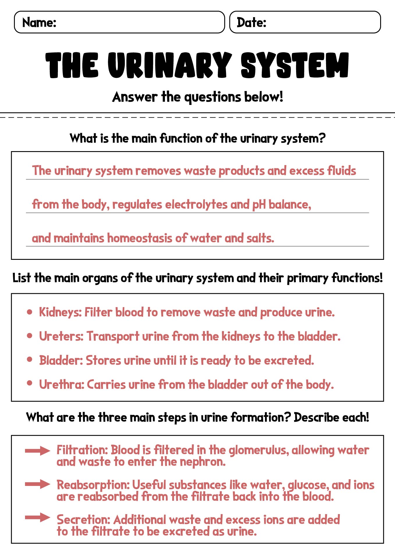 15 Best Images Of Anatomy And Physiology Worksheet Packets The Muscular System Worksheets 