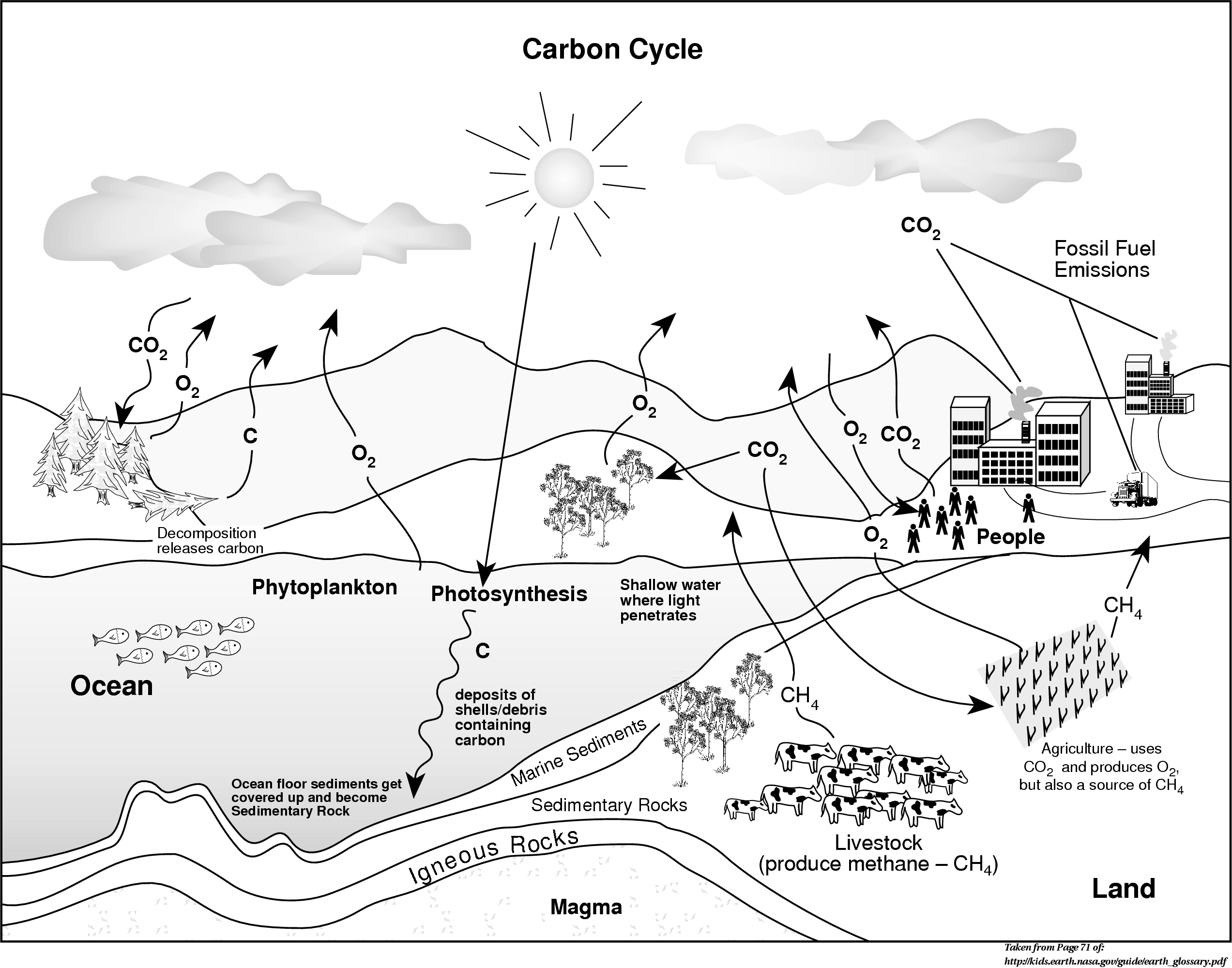 13 Best Images Of Carbon Dioxide Cycle Worksheets Carbon Dioxide 