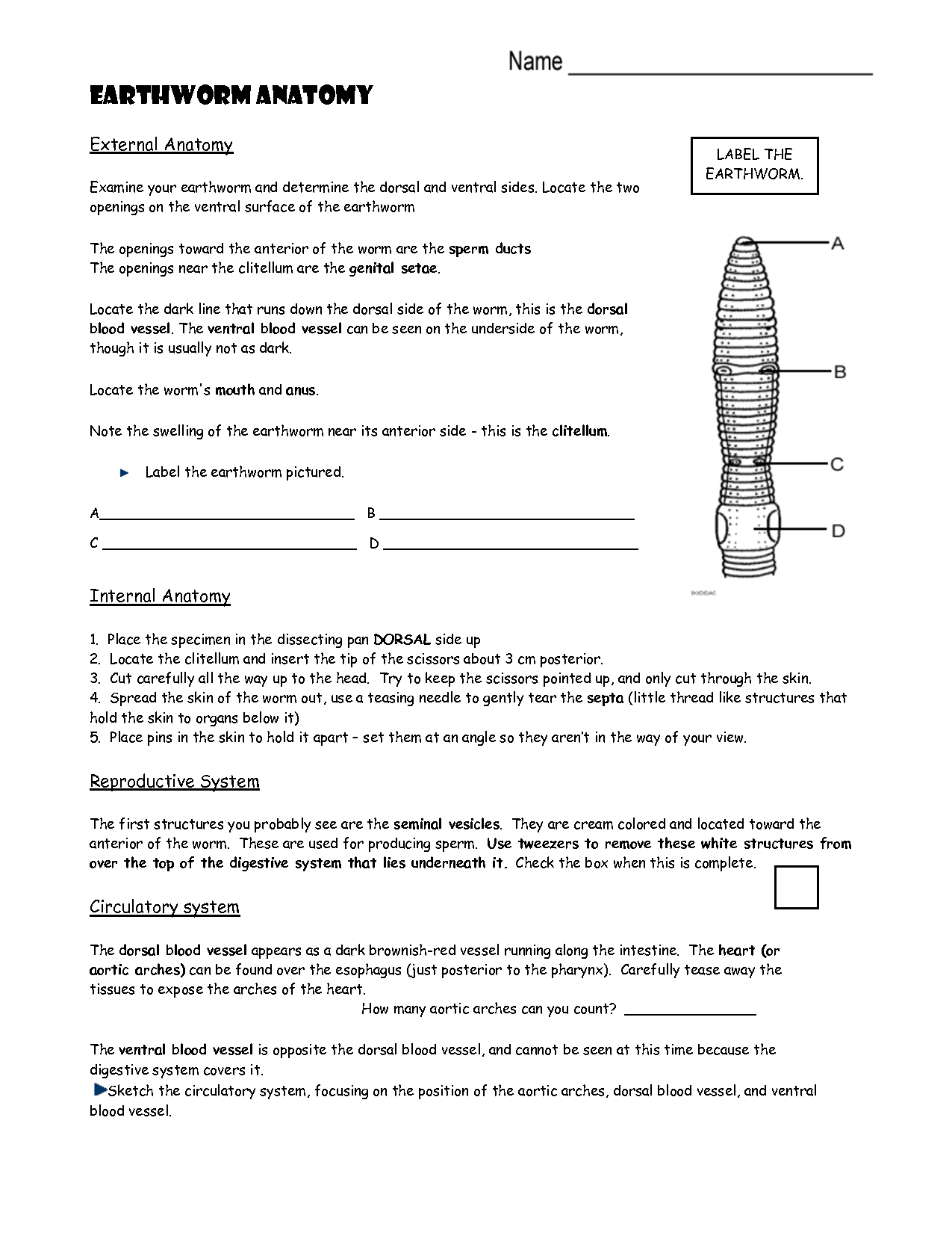 17 Snail Anatomy Worksheet Worksheeto