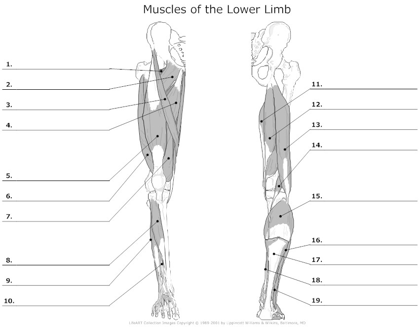 14 Simple Muscle Labeling Worksheet /