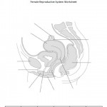 Female Reproductive System Worksheet