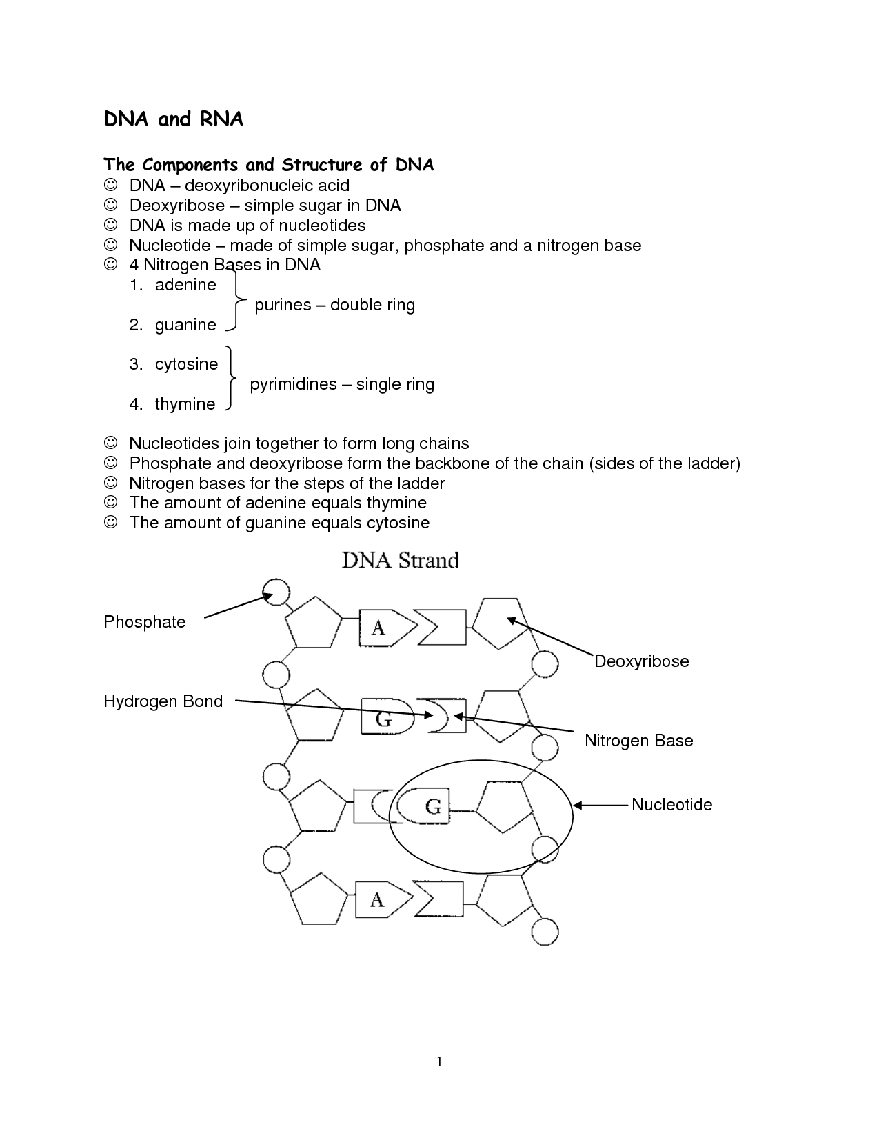 DNA and RNA Structure Worksheet