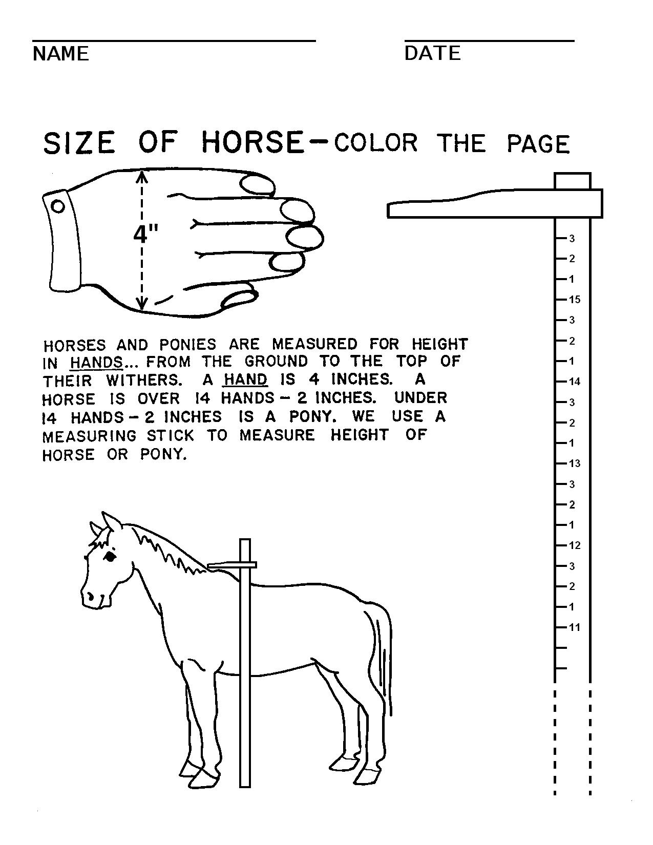 Horse Camp Worksheets