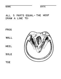 Parts of Horse Hoof Worksheet