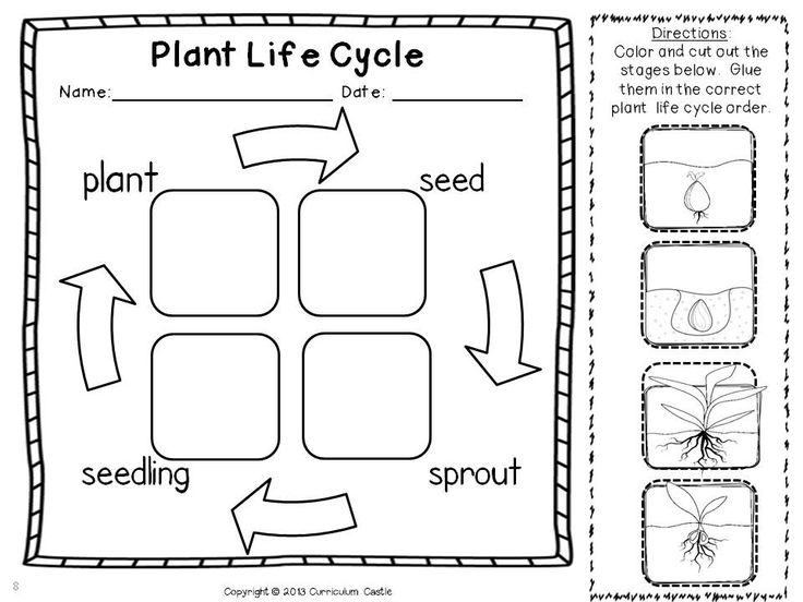 Plant Life Cycle Cut and Paste