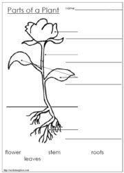 Printable Plant Parts Worksheet