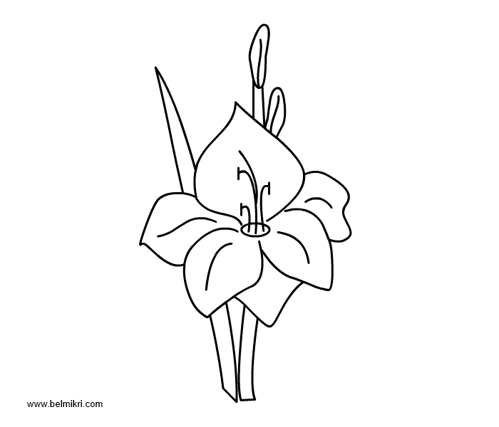 Gladiolus Flower Coloring Page