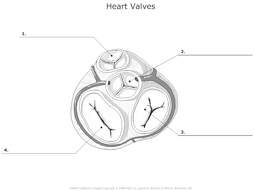 Heart Diagram Unlabeled