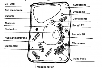 Label Plant Cell Diagram