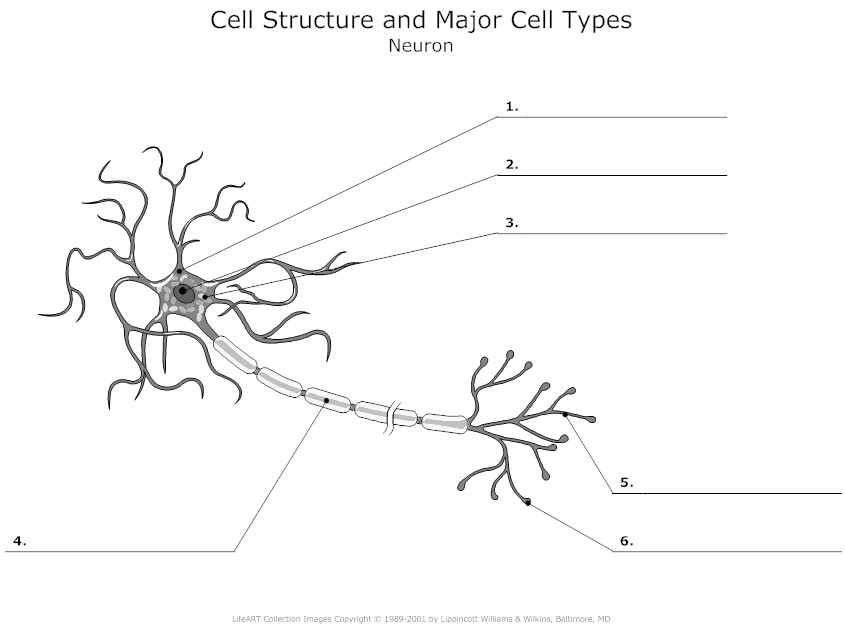 Neuron Diagram Unlabeled