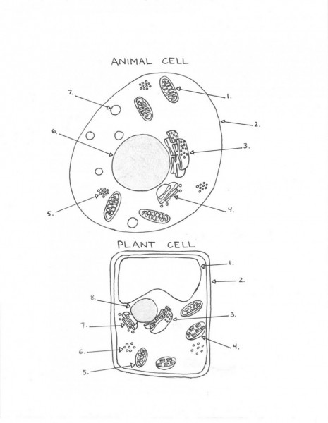 Plant and Animal Cell Diagram Worksheet