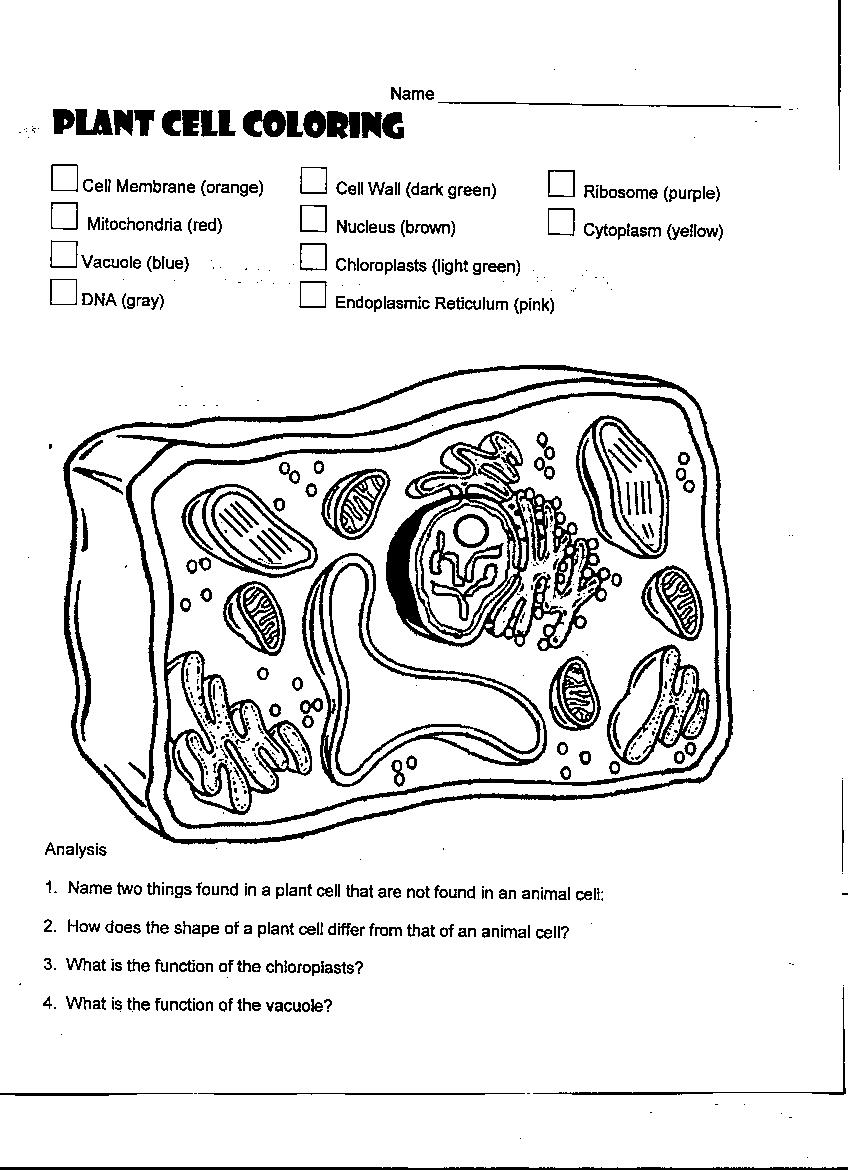 Plant Cell Coloring Diagram