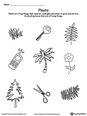 Plant Needs Worksheet Kindergarten