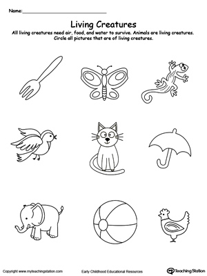 Plants and Animals Worksheet Kindergarten